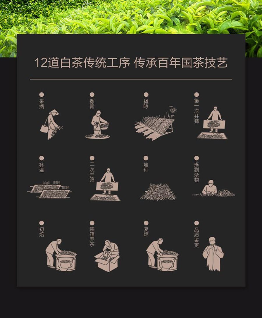 白茶制作工艺流程图片